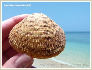 Seashells on Normanby Island
