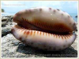 Seashells on Normanby Island