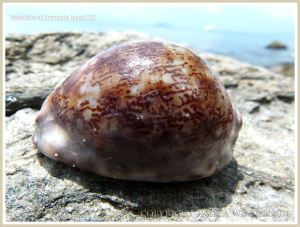 Seashells on Normanby Island