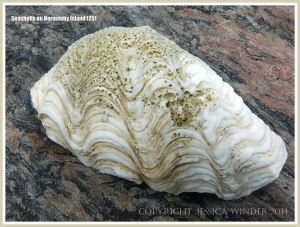 Seashells on Normanby Island