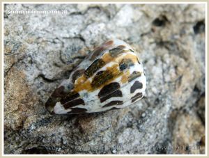Seashells on Normanby Island