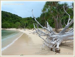 Coral beach with driftwood on Normanby Island
