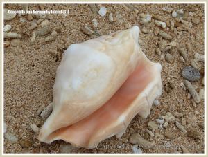 Seashells on Normanby Island