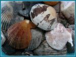 Small Scallop seashells and Manila Clam