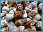 Common Whelk seashells