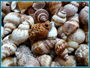 Common Whelk seashells