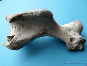 Grey Seal humerus bone