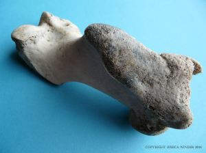 Grey Seal humerus bone