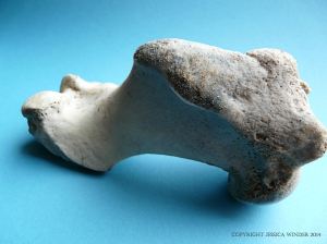 Grey Seal humerus bone