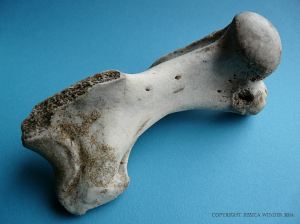 Grey Seal humerus bone