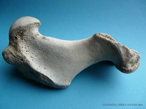 Grey Seal humerus bone