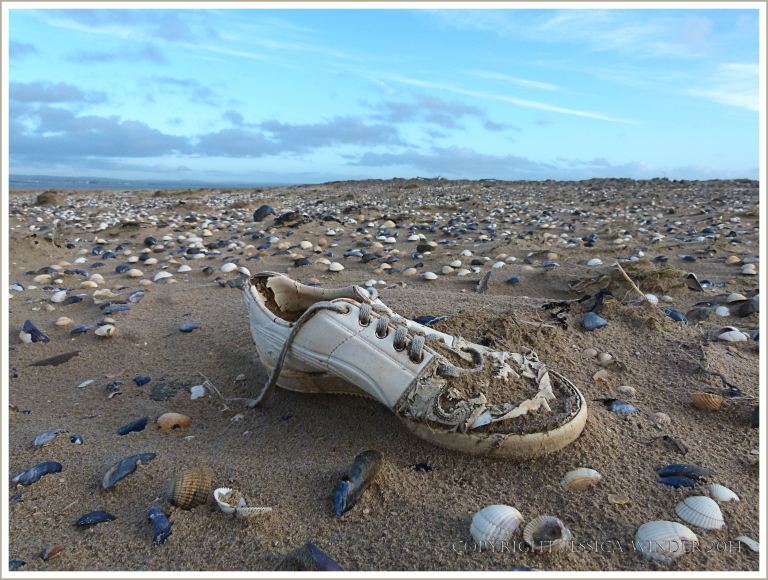 White trainer shoe washed up on beach with seashells