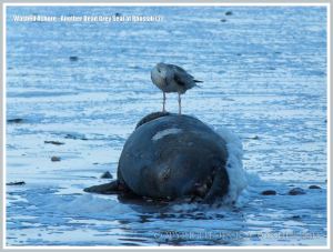 Gull sitting on a dead Grey Seal washed ashore