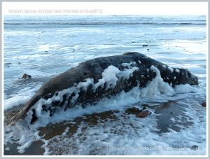 Dead adult Grey Seal washed ashore with sea foam