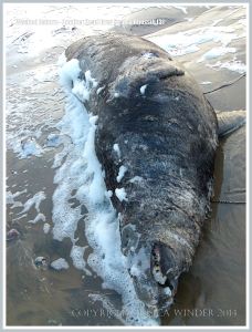 Dead adult Grey Seal washed ashore with sea foam