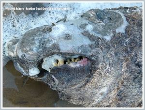 Close-up of the head of an adult dead Grey Seal washed up as flotsam