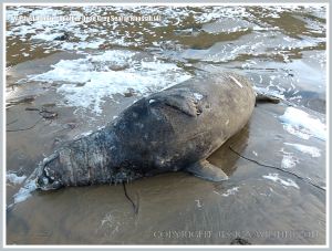Dead adult Grey Seal washed ashore with sea foam