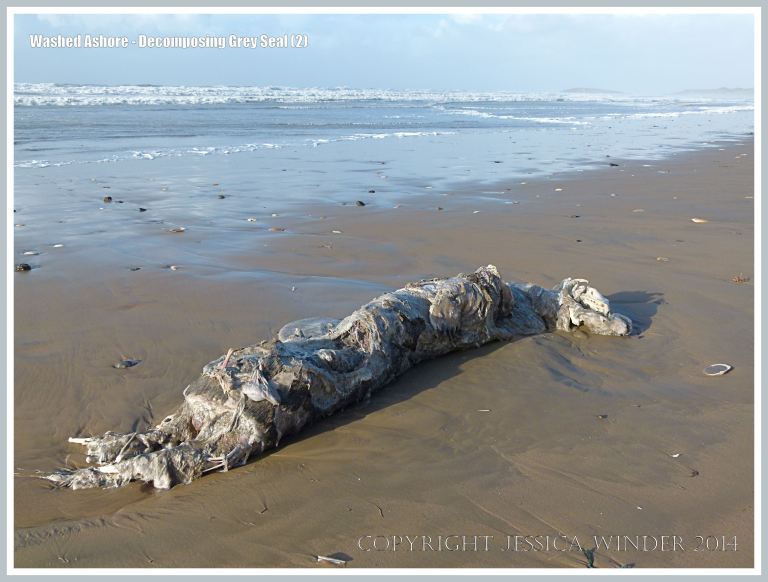 Decomposing body of a Grey Seal on a sandy beach