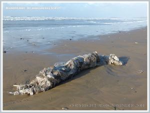 Decomposing body of a Grey Seal on a sandy beach