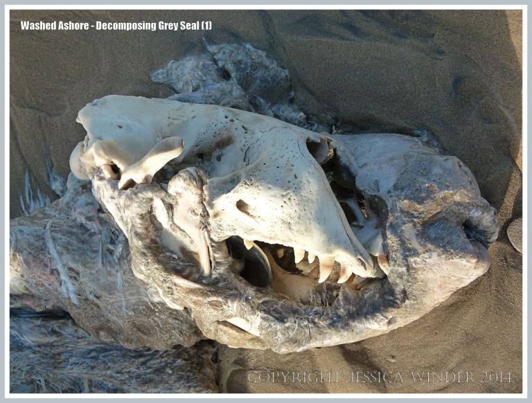 Skull of Grey Seal exposed by rotting flesh