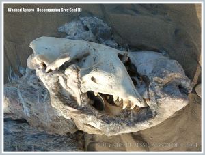 Skull of Grey Seal exposed by rotting flesh