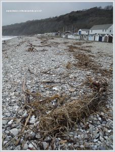 Driftwood storm debris on a shingle beach in Dorset