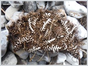 Strange root system of plant washed ashore during storms