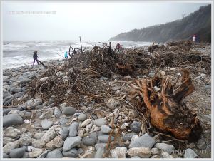 Driftwood storm debris on a shingle beach in Dorset