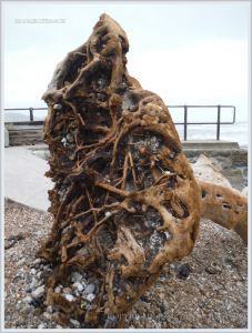 Tangled root system of a driftwood tree