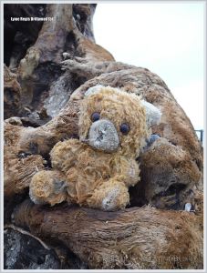 Flotsam teddy bear on driftwood at the beach