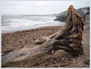 Tangled root system of a driftwood tree