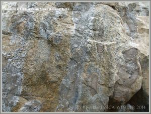 Beach boulder of Portland Cherty Series close-up.