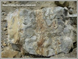 Beach boulder of Portland Cherty Series close-up.