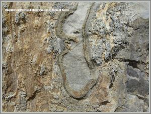 Beach boulder of Portland Cherty Series close-up.