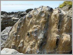 Beach boulder of Portland Cherty Series