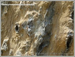 Beach boulder of Portland Cherty Series close-up.