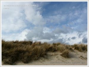 Sand dunes with Marram Grass at Studland