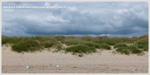 Sand dunes with Marram Grass at Studland