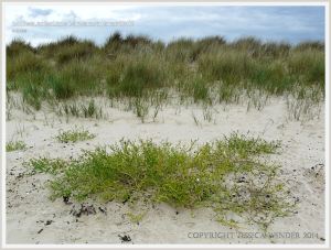 Sand dunes with Marram Grass at Studland