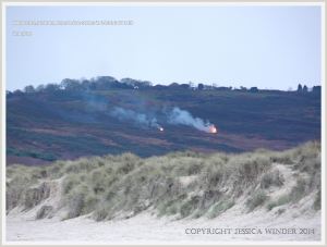Sand dunes with Marram Grass at Studland