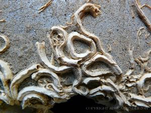 Epibiont encrustations on flotsam plastic