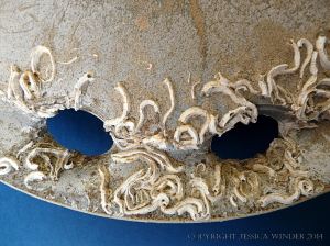 Epibiont encrustations on flotsam plastic