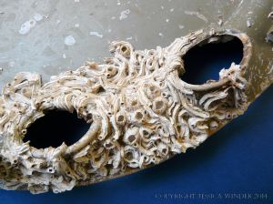 Epibiont encrustations on flotsam plastic