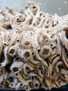 Epibiont encrustations on flotsam plastic