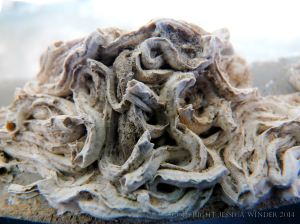 Epibiont encrustations on flotsam plastic