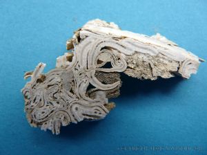 Epibiont encrustations from flotsam plastic