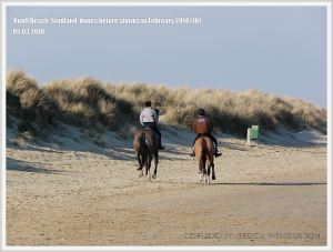 Sand dunes with Marram Grass at Studland