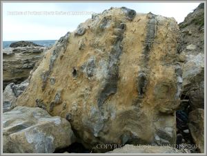 Beach boulder of Portland Cherty Series