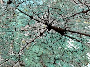 Cross-section through weathered timber post