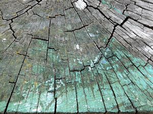 Cross-section through weathered timber post